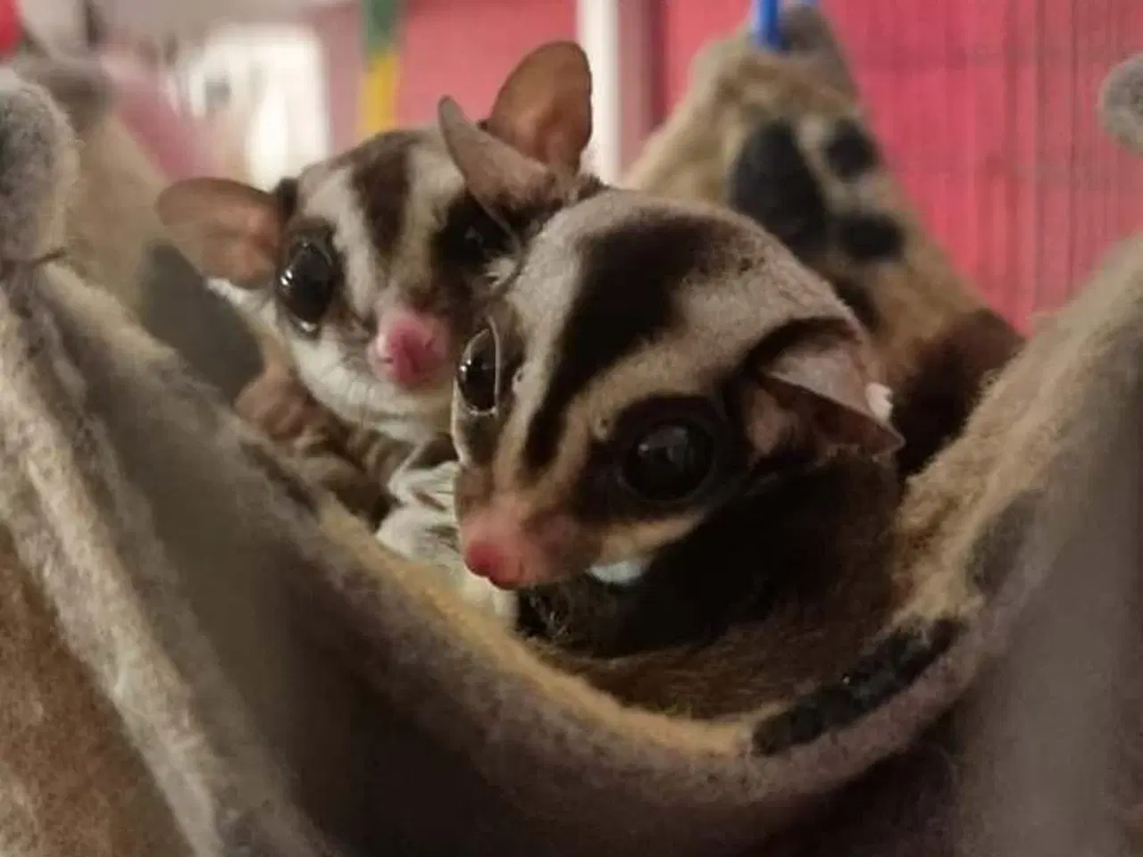 Billede 1 - Sugar gliders 