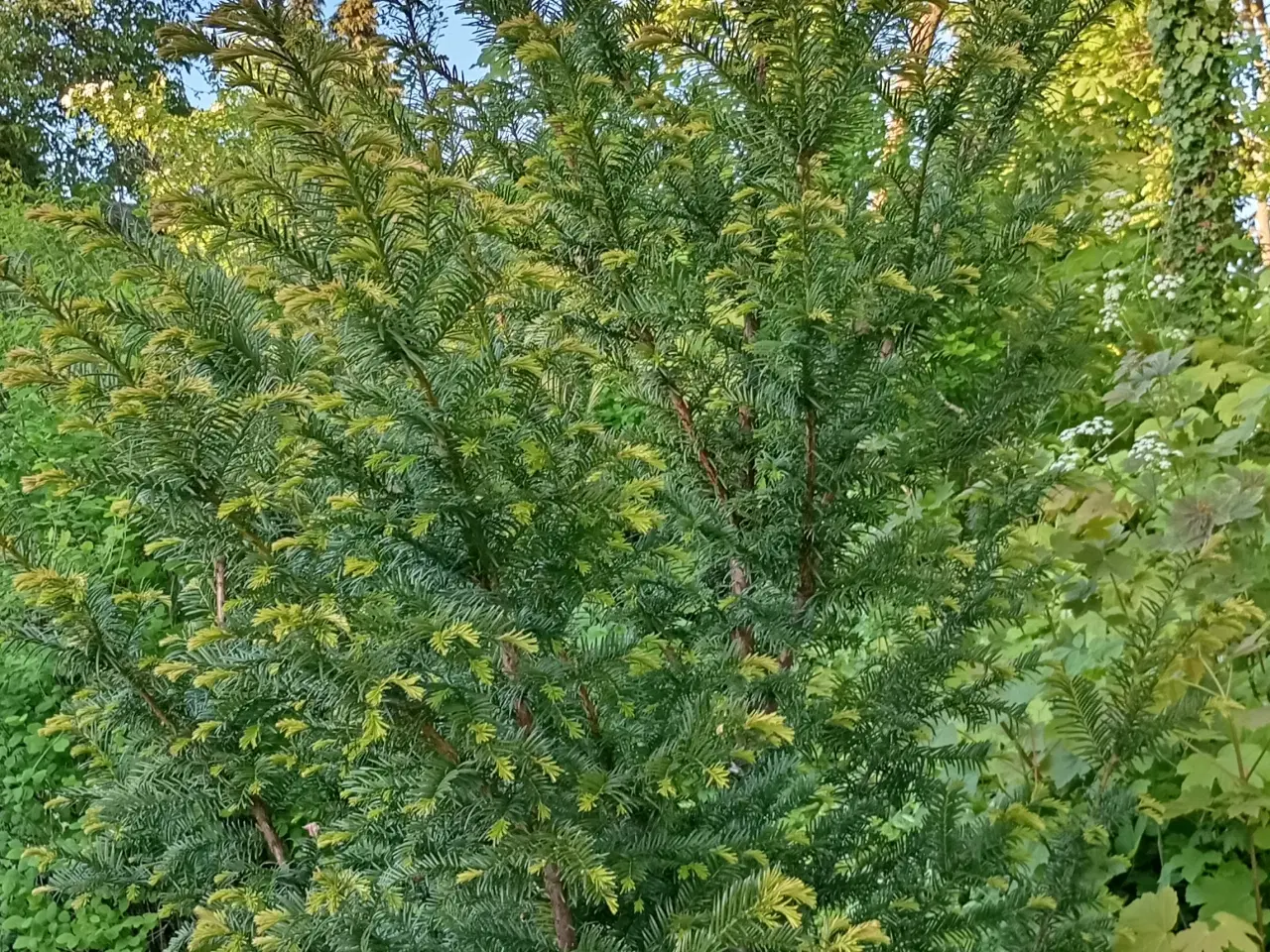 Billede 7 - Taks plante. Træ / Busk