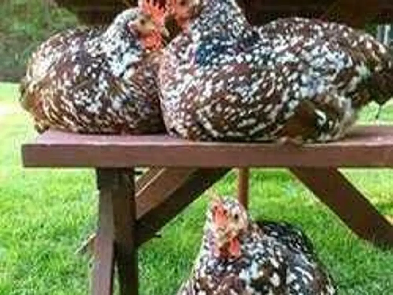 Billede 1 - Blomsterhøns 17 ugers 