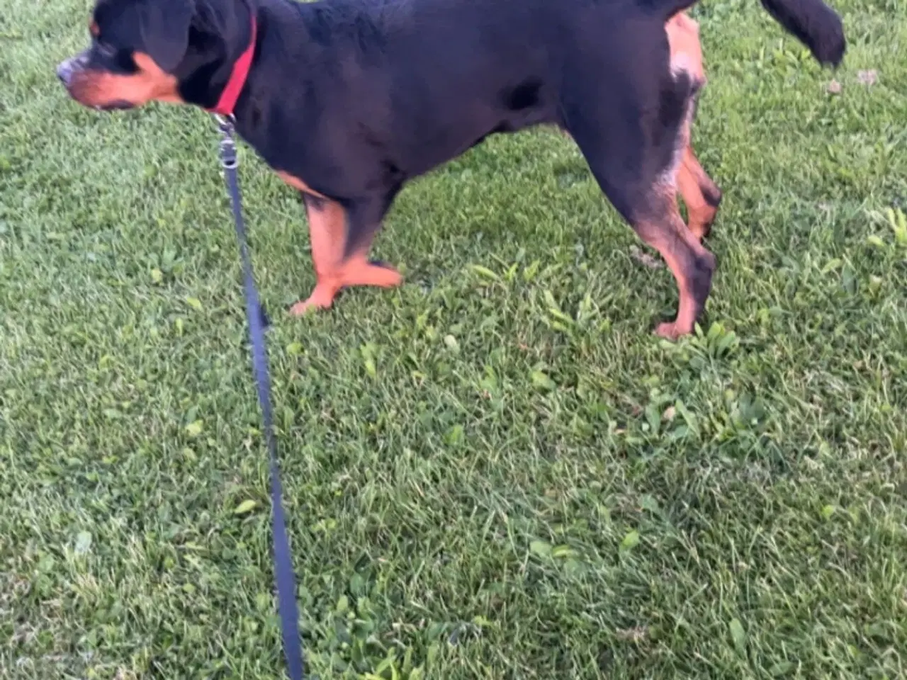 Billede 8 - Kærligt hjem søges til Berta 🐾