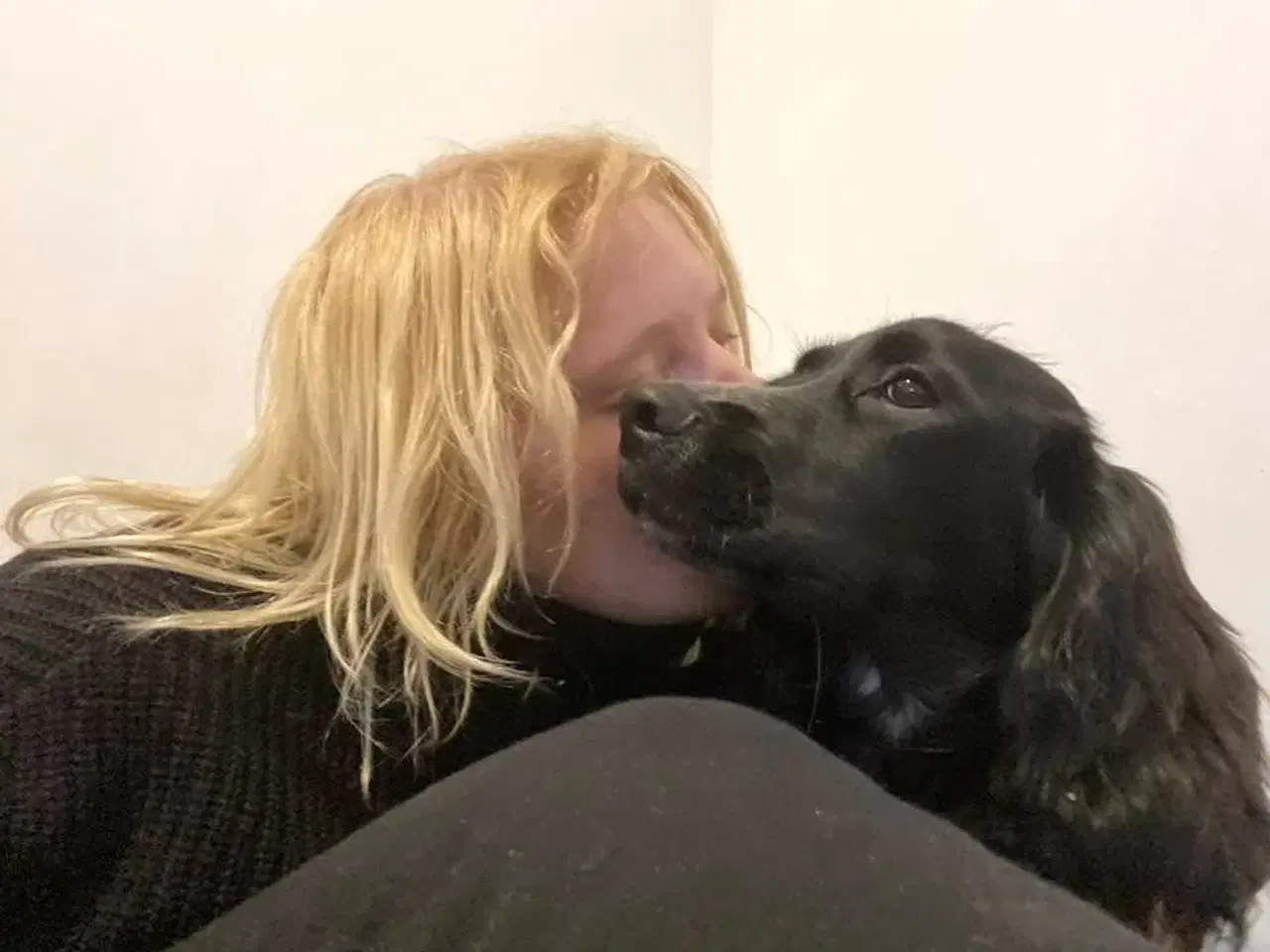 Billede 1 - Søger en engelsk springer/cocker blandings hvalp