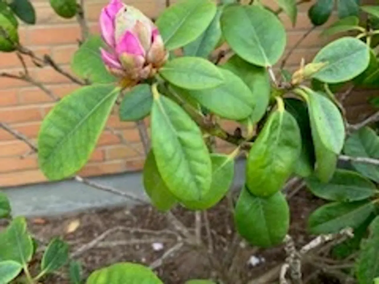 Billede 2 - Flot Rhododendrom busk