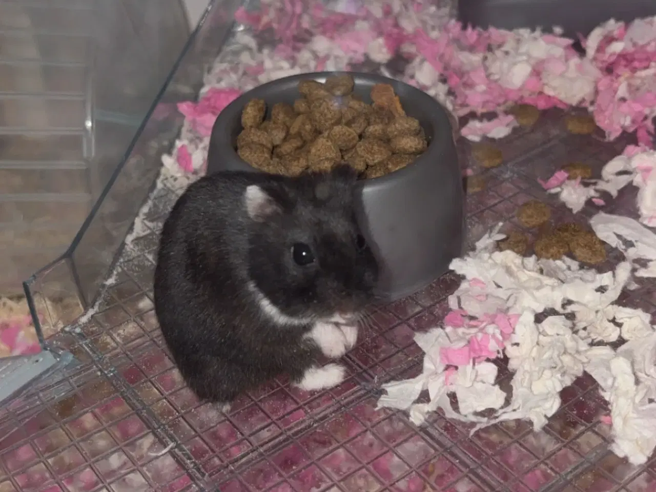 Billede 3 - Sød han hamster