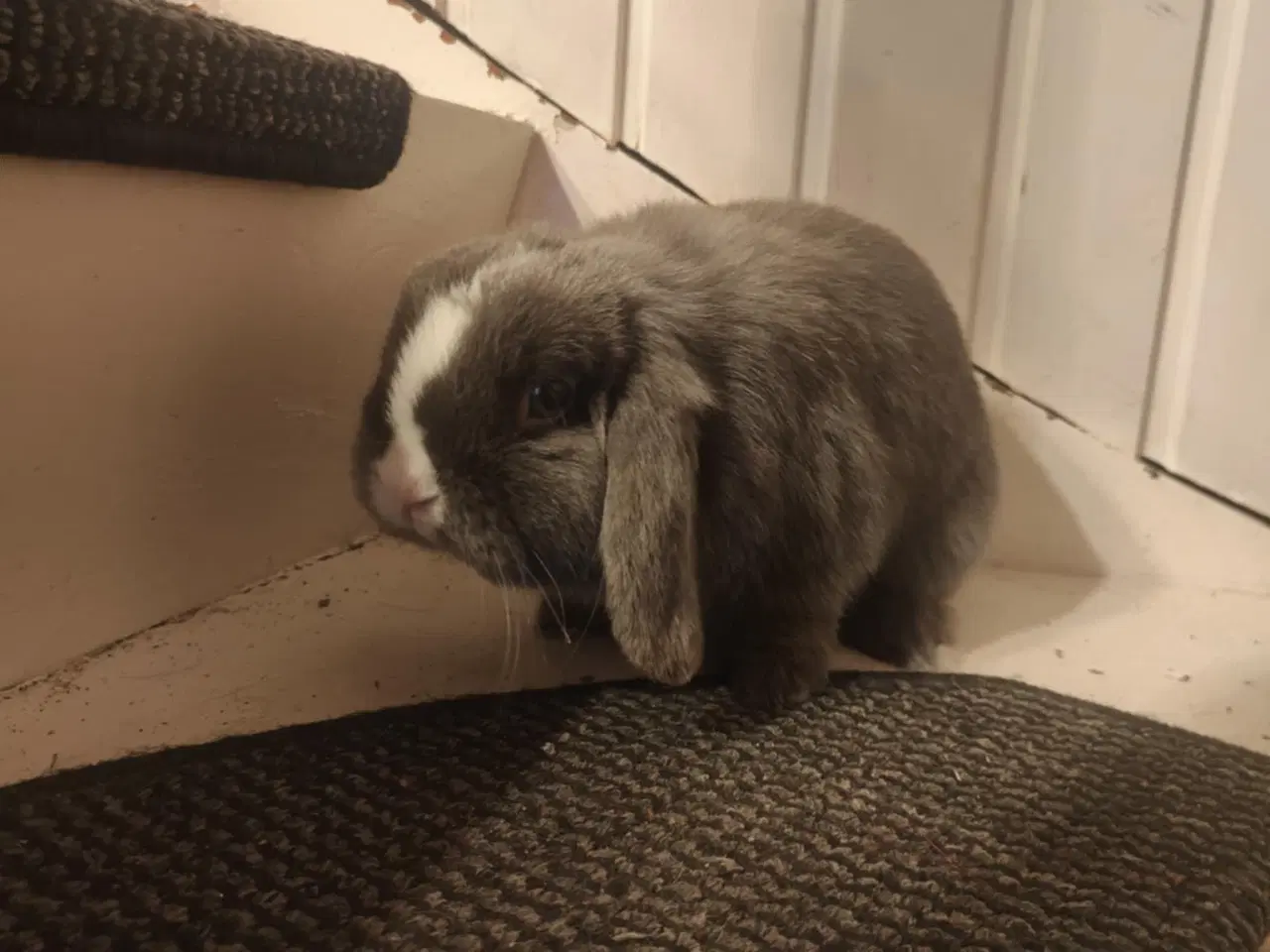 Billede 4 - MiniLoop super tam (haster!)