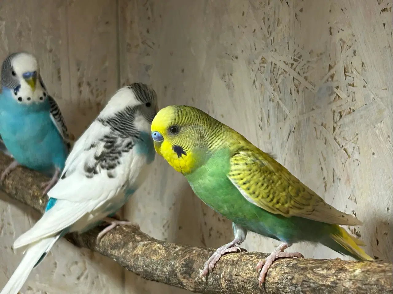 Billede 3 - Undulater