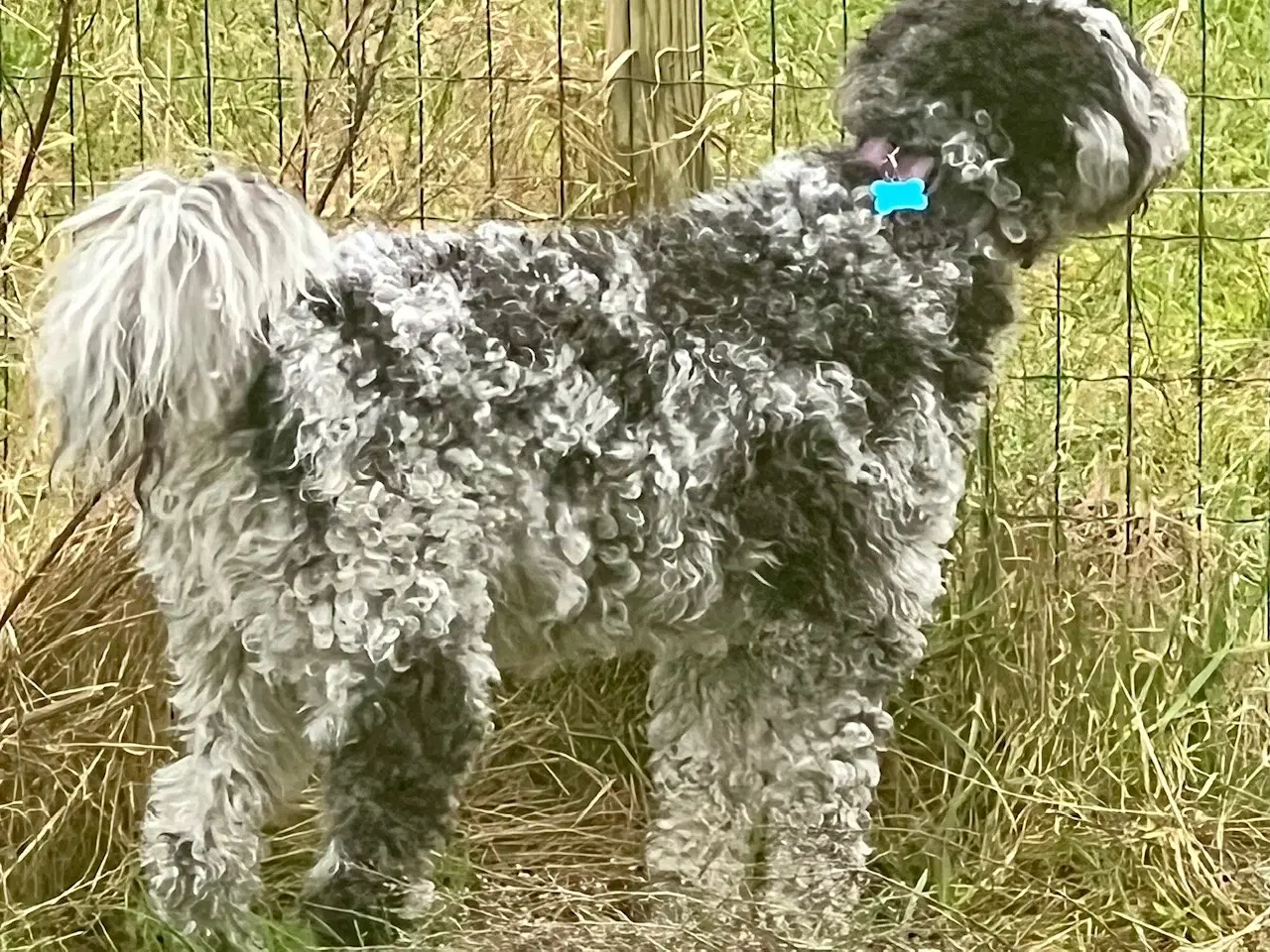 Billede 10 - Lagotto / Spansk Vandhund / Cocker
