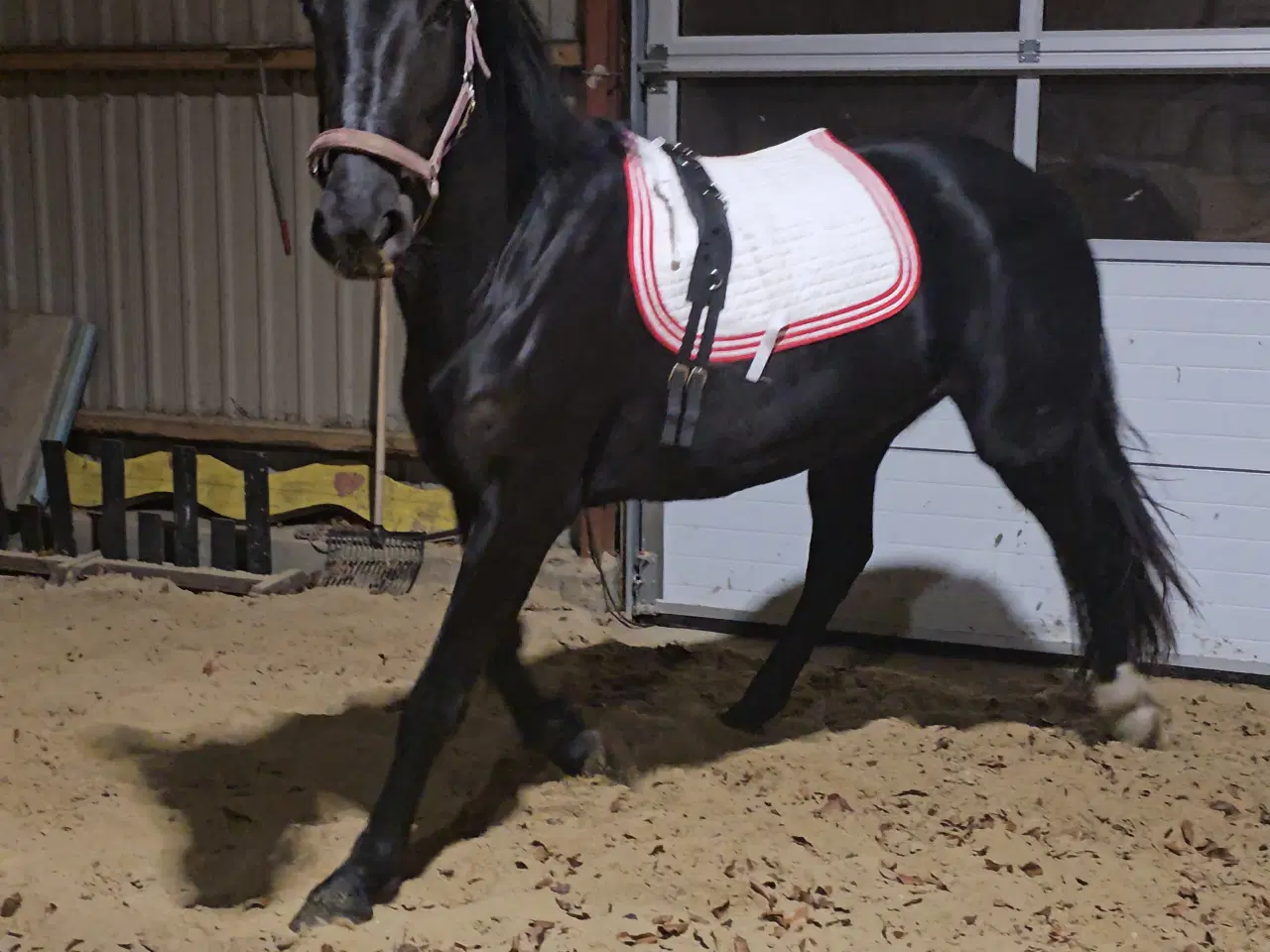 Billede 3 - Hoppe efter Elmer Hornbæk 