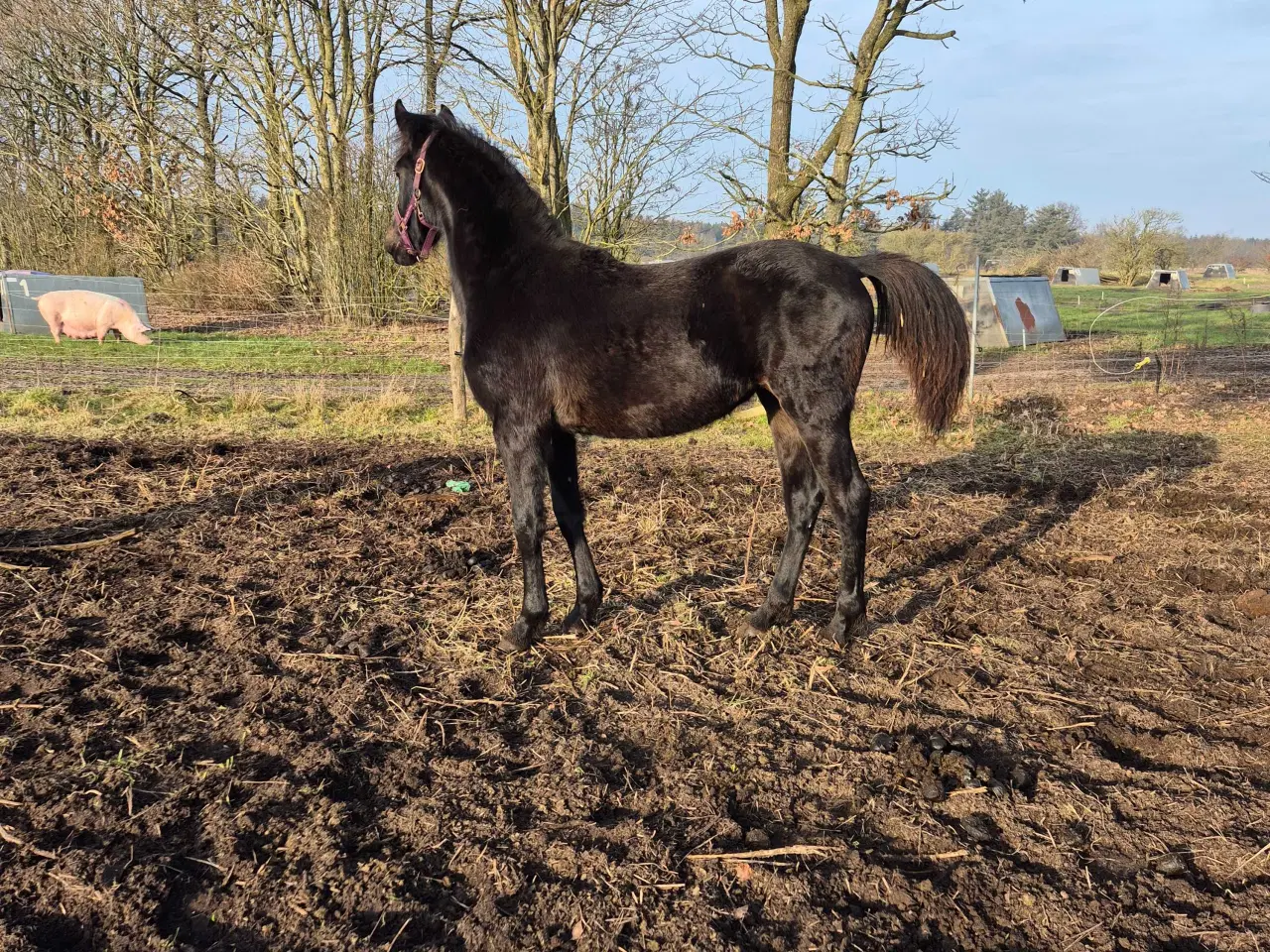 Billede 2 - Friser/spansk blandings hoppeplag