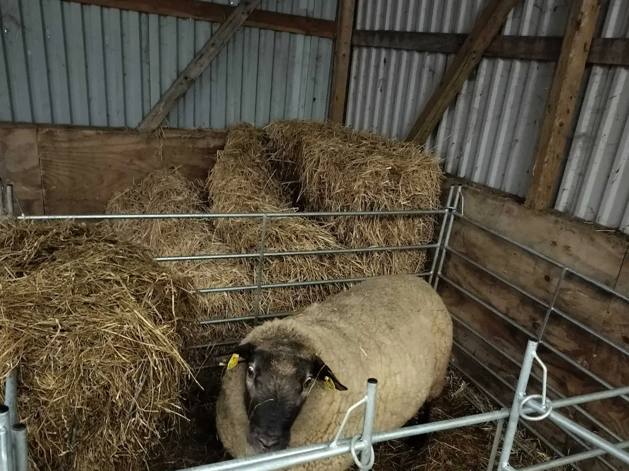 Billede 1 - Bufas søger nye kæreste 