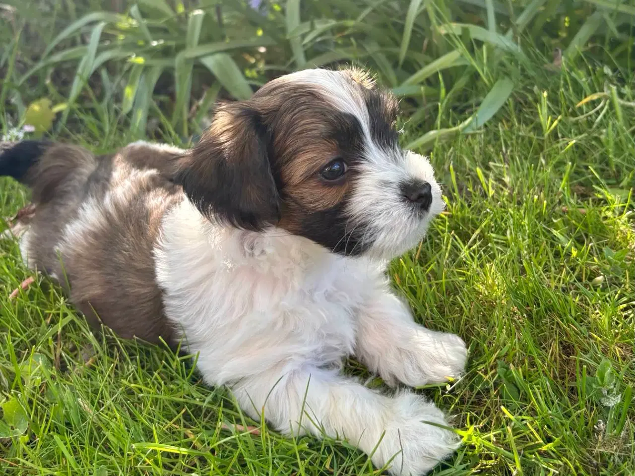Billede 2 - Skønne Bichon Havanais-hvalpe