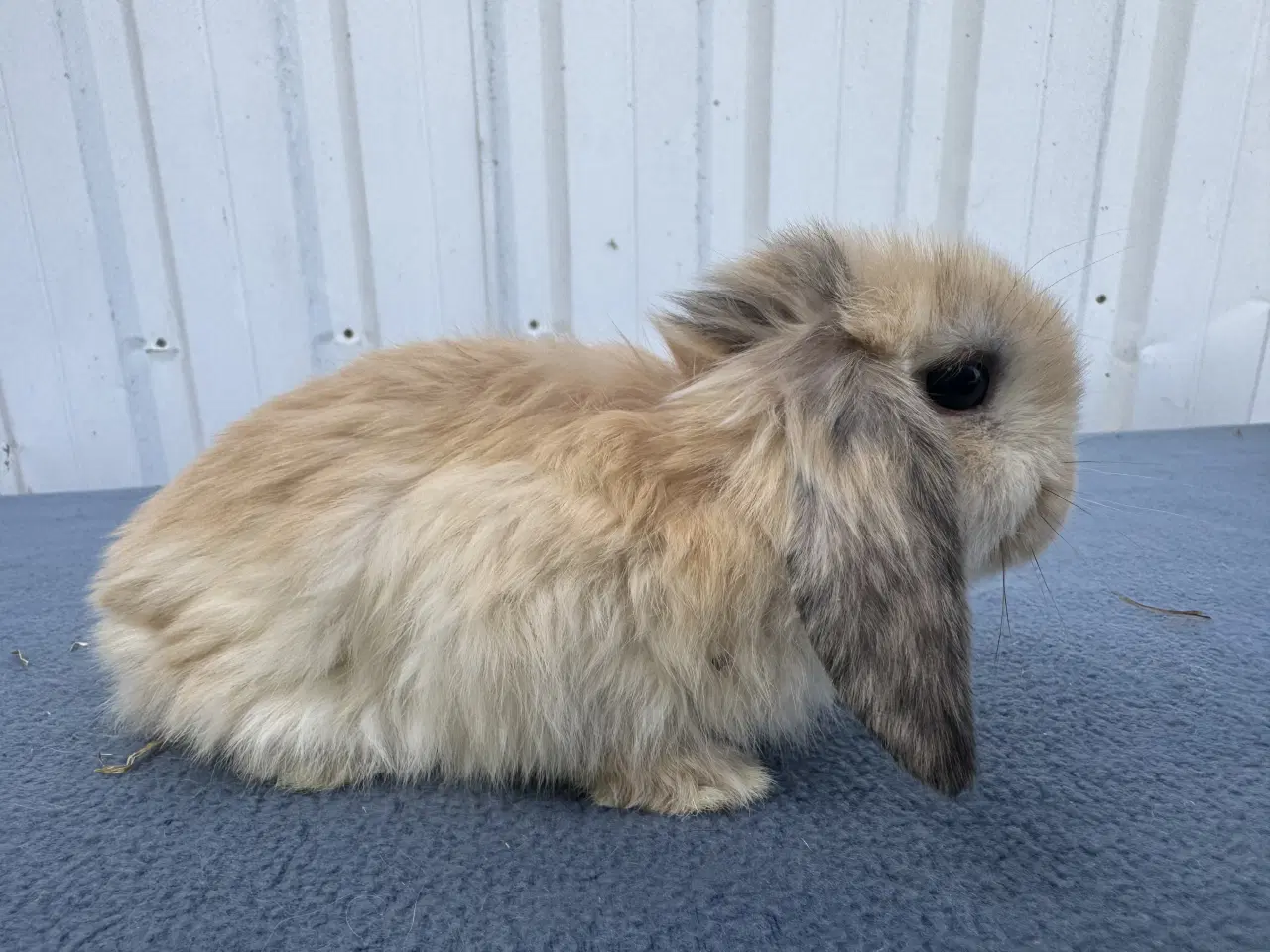 Billede 2 - Dværgvædder/Mini lop hunkanin