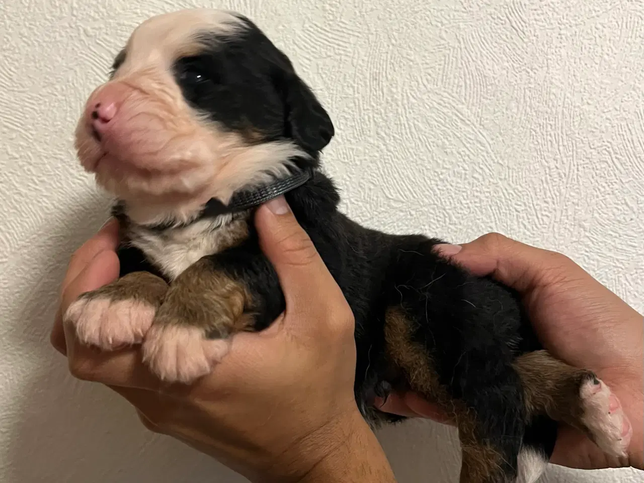 Billede 6 - 🐶 Smukke Mini Berner Sennen hvalpe 🐶 