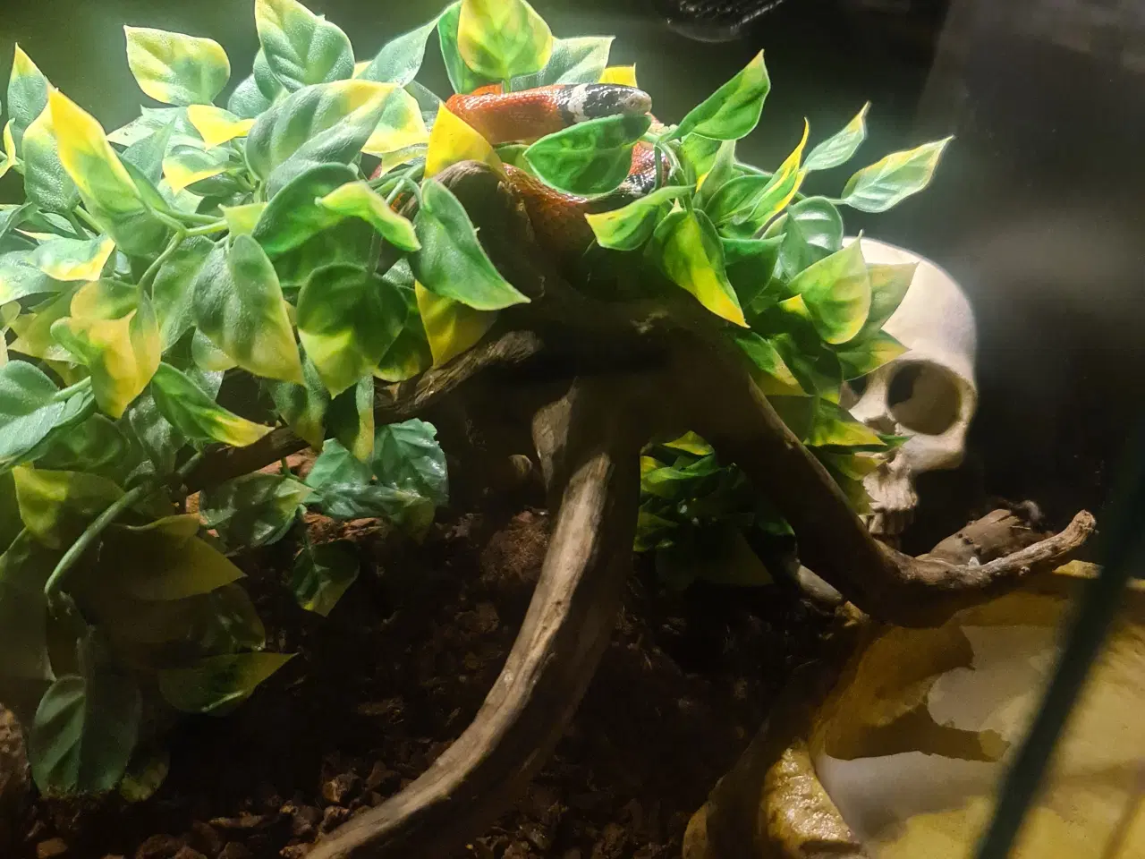 Billede 5 - Sinaloa snog inkl. terrarie