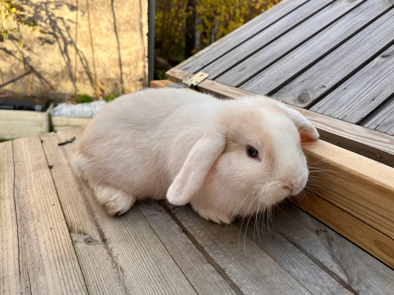 Billede 3 - Mini-lop kanin