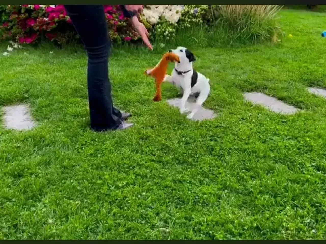 Billede 10 - Jack Russel Terrier Hundehvalpe kortbenet glathåre