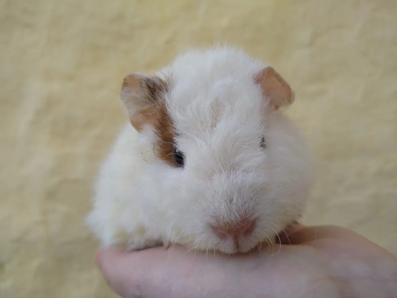 Billede 5 - 2 Teddy unger, halvbrødre 