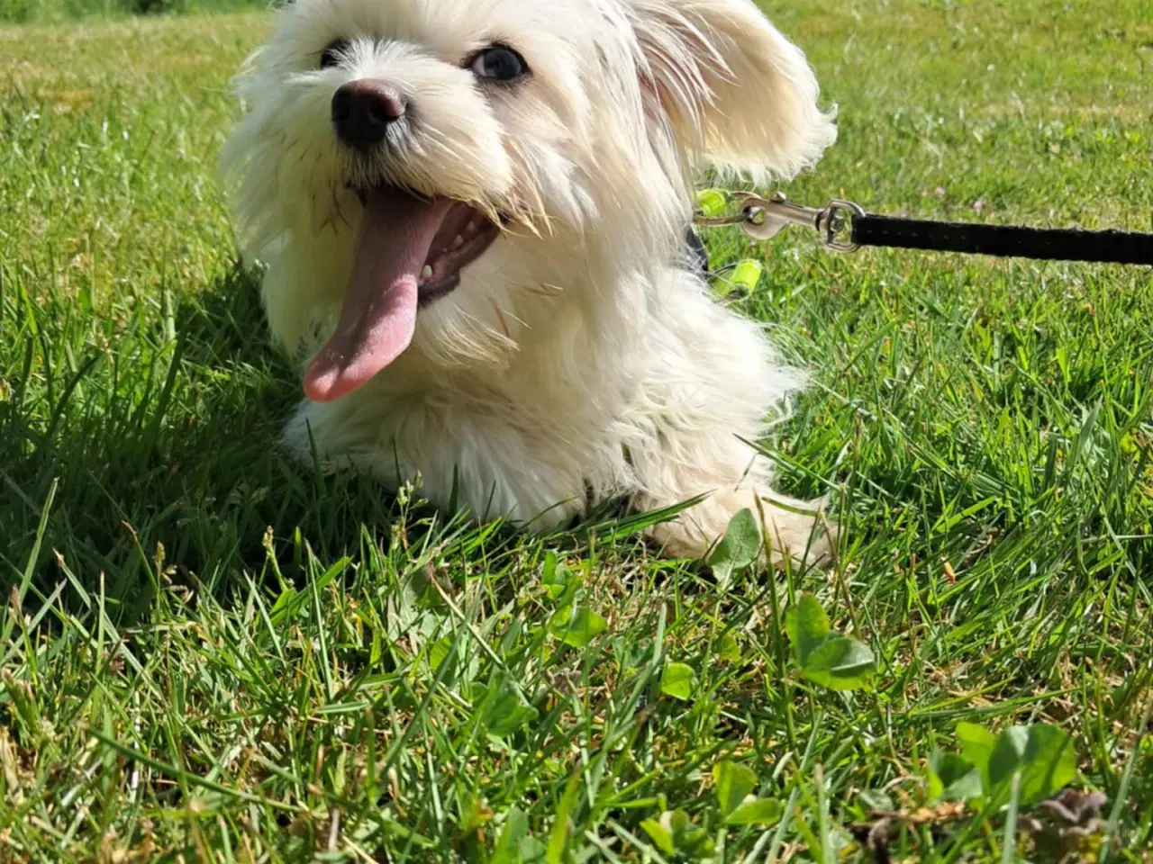 Billede 3 - Sød Bichon Maltese tæve – 5 måneder gammel