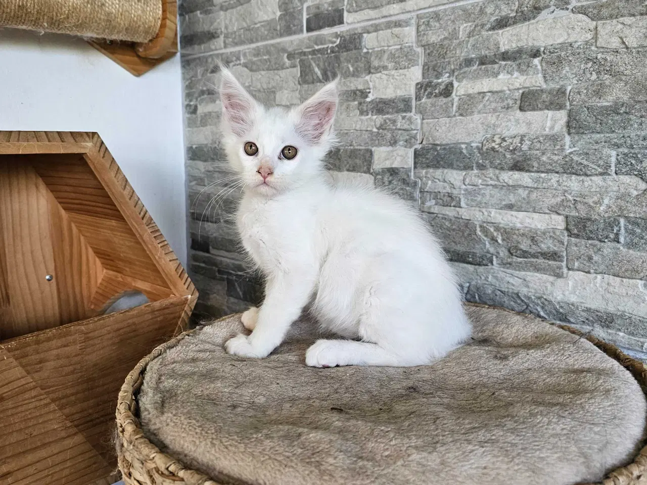 Billede 6 - Maine Coon killing m/stamtavle