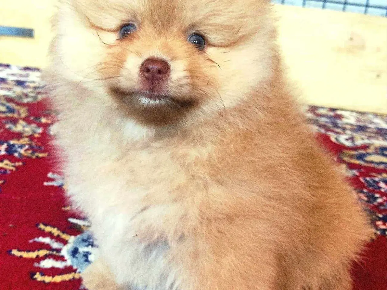 Billede 1 - Pomeranian 