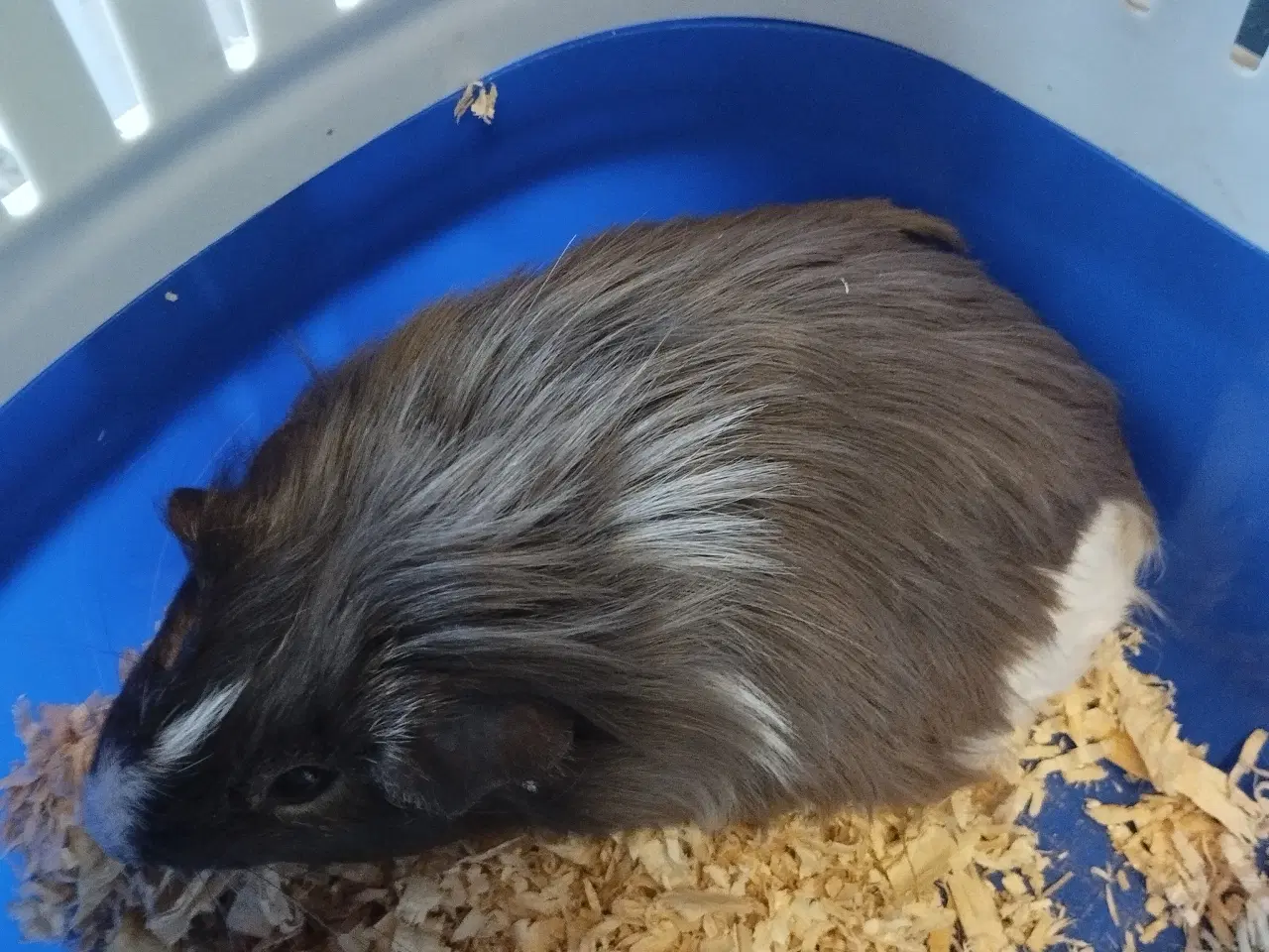 Billede 8 - Ægte sheltie, puruaner ,Texel ,lang hårs hvirvler.