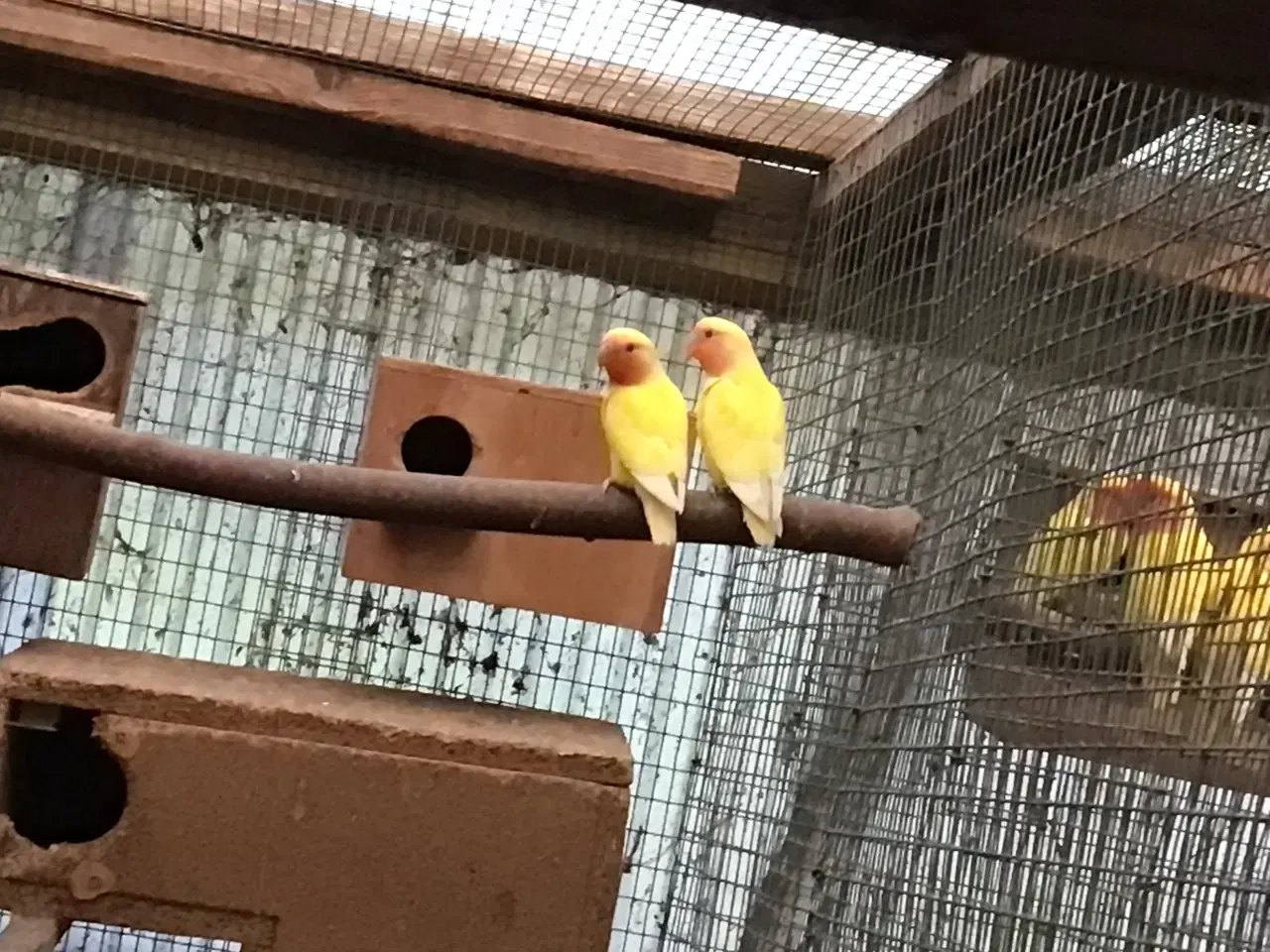 Billede 1 - Lutino Rosenhoved dværgpapegøjer