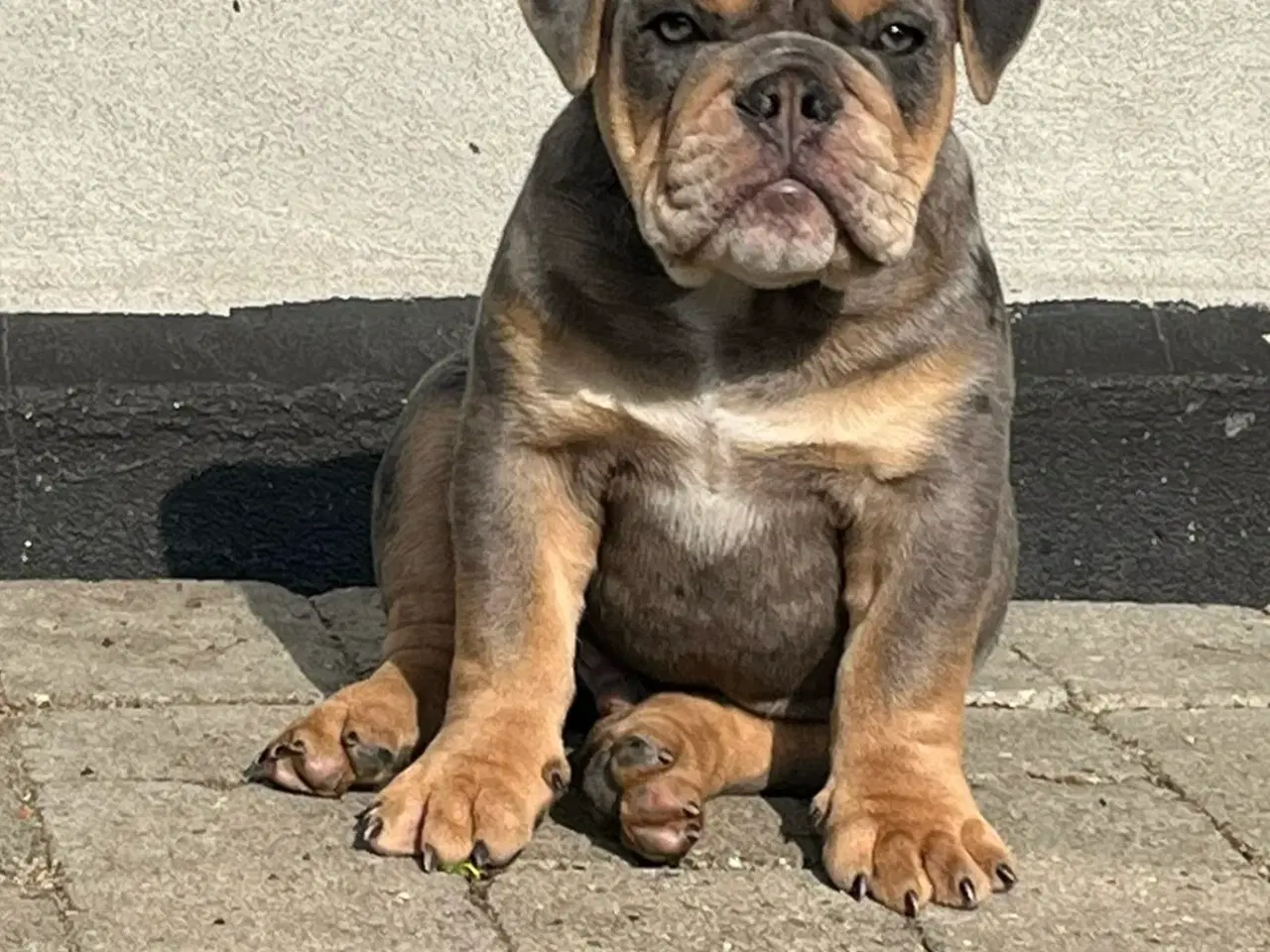 Billede 2 - OLD ENGLISH BULLDOG