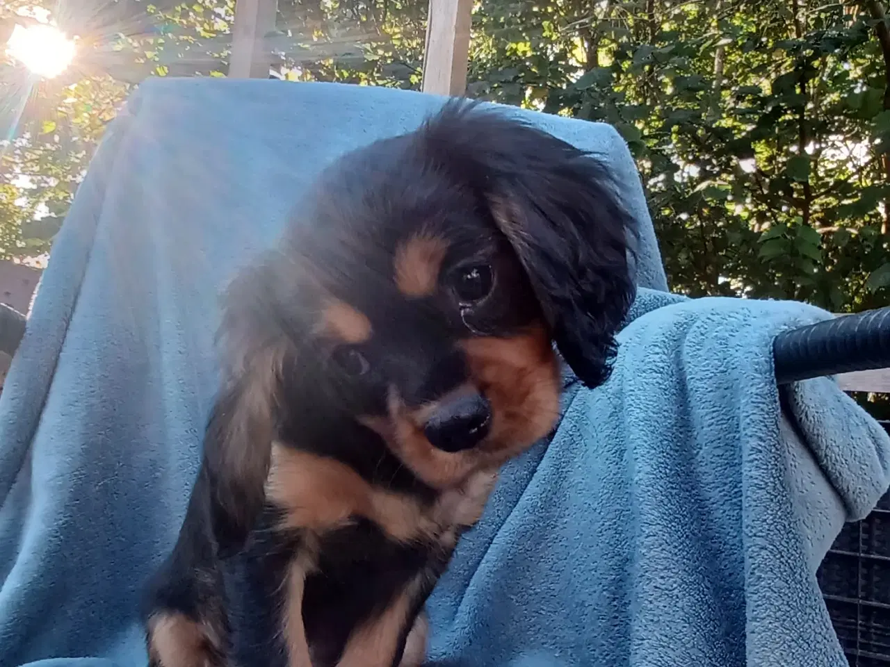 Billede 1 - Cavalier king charles 