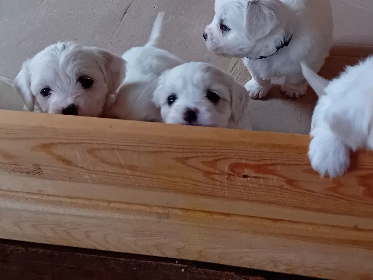 Billede 4 - Coton de Tulear / Malteser. Bomuldshund.