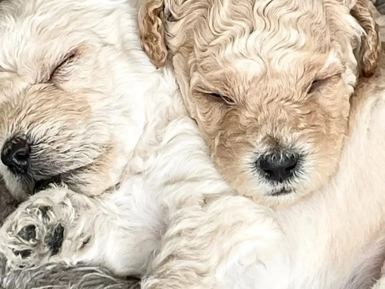 Billede 1 - Mini-labradoodle sælges