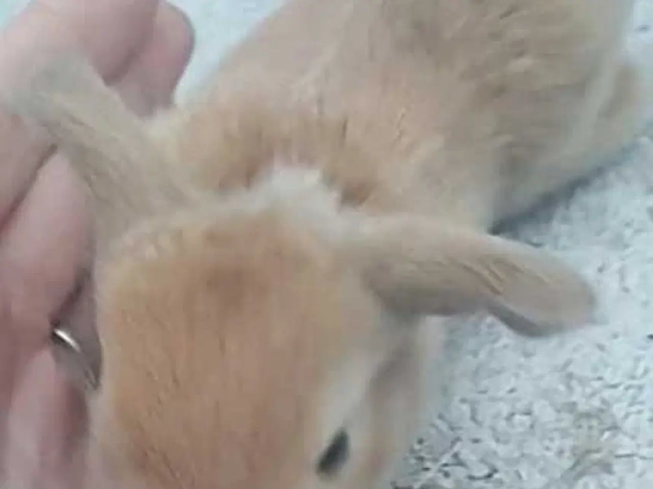 Billede 1 - Søde kaninunger sælges