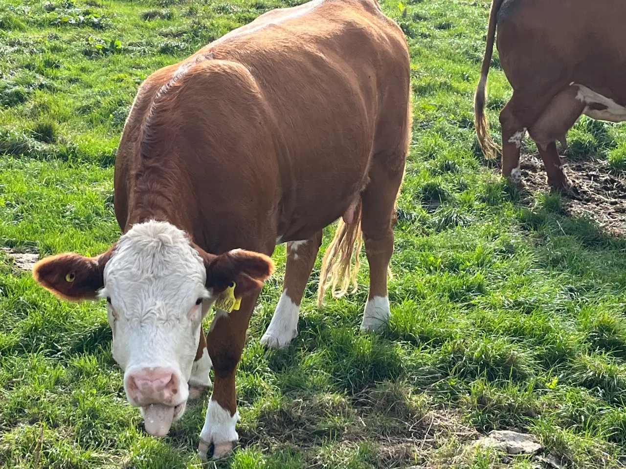 Billede 2 - Sælges Hereford kvie