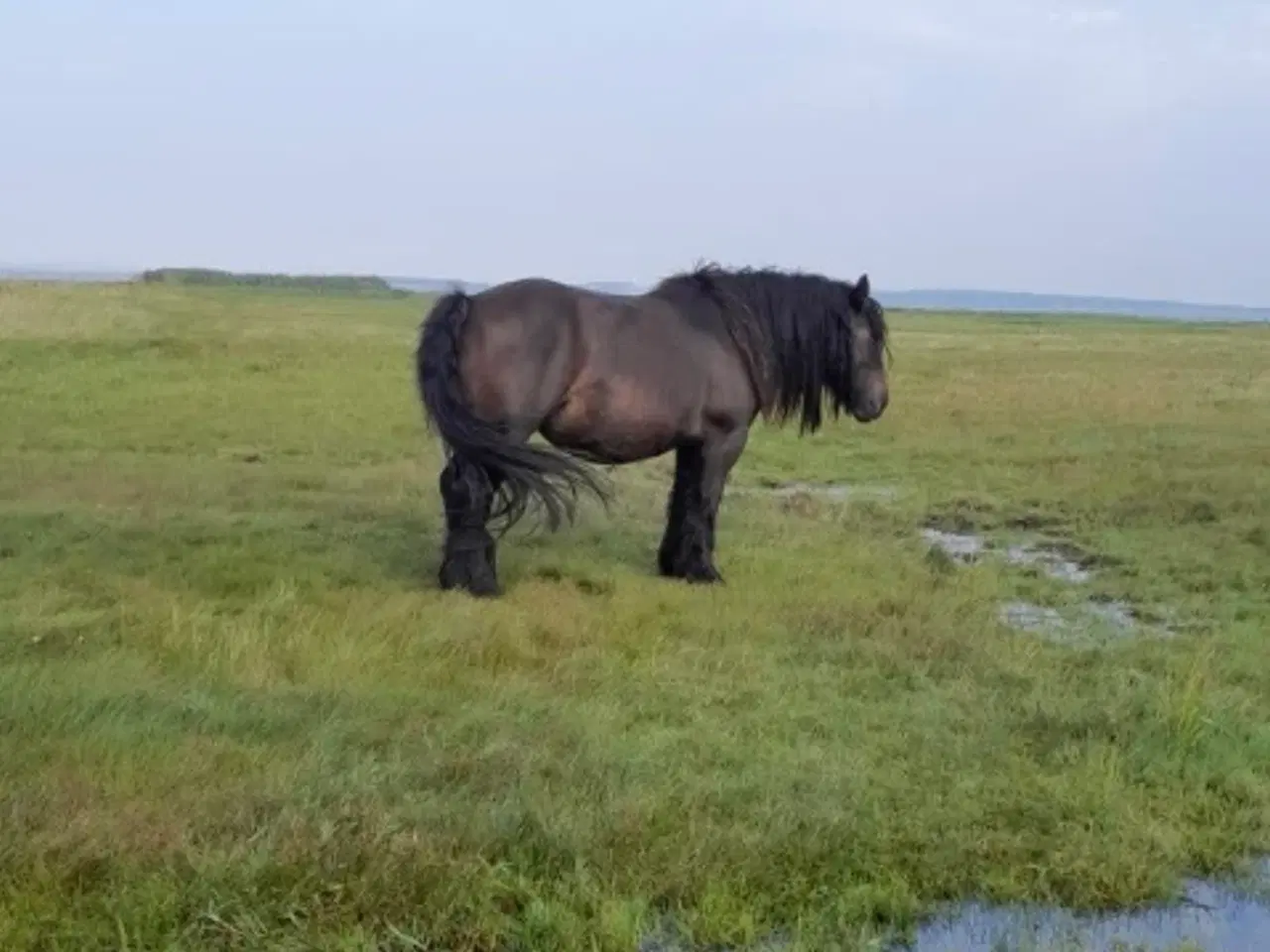 Billede 1 - 5 jyske hopper og en hingst sælges samlet. 