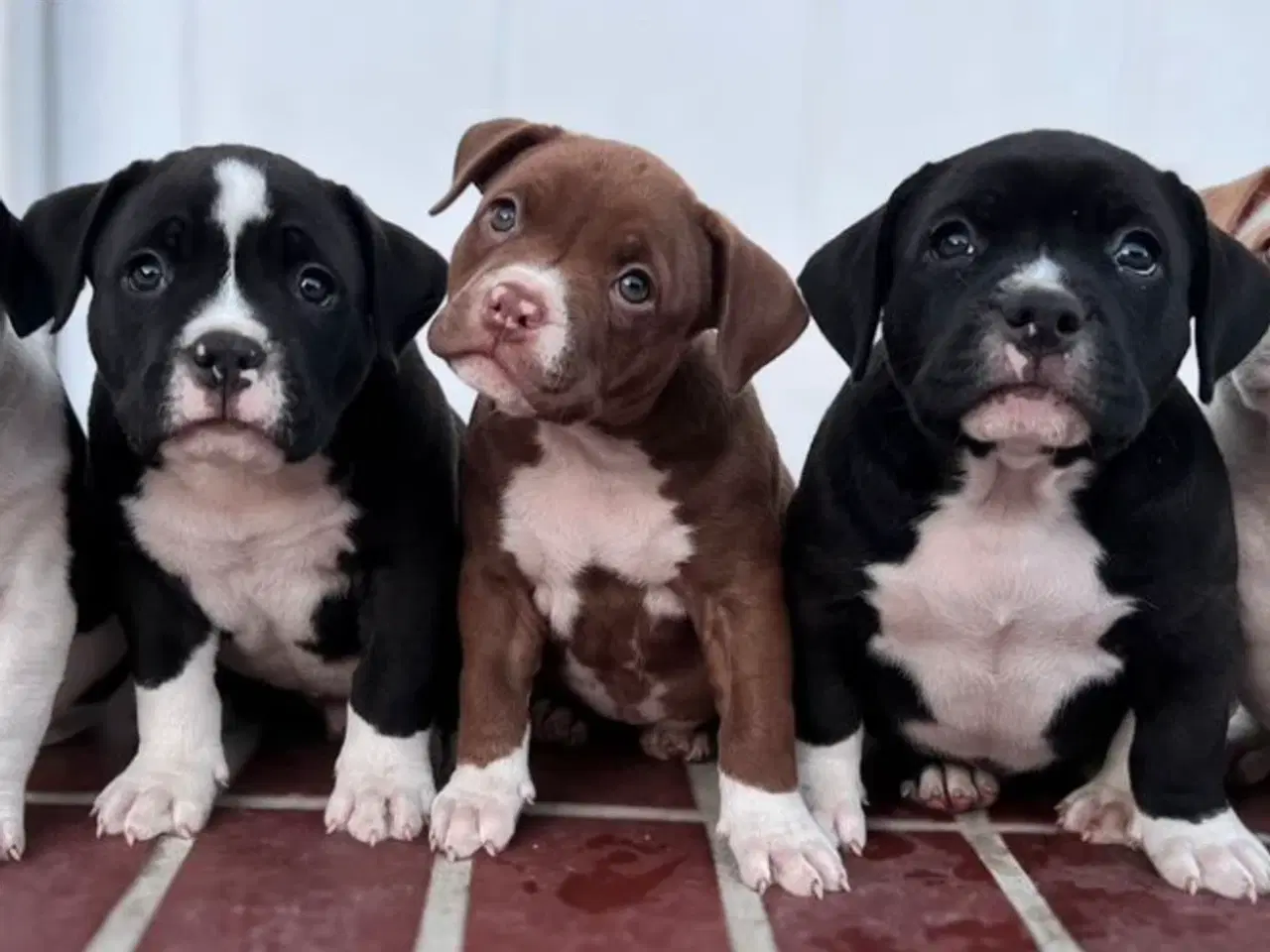 Billede 1 - Vores skønne American bully børn