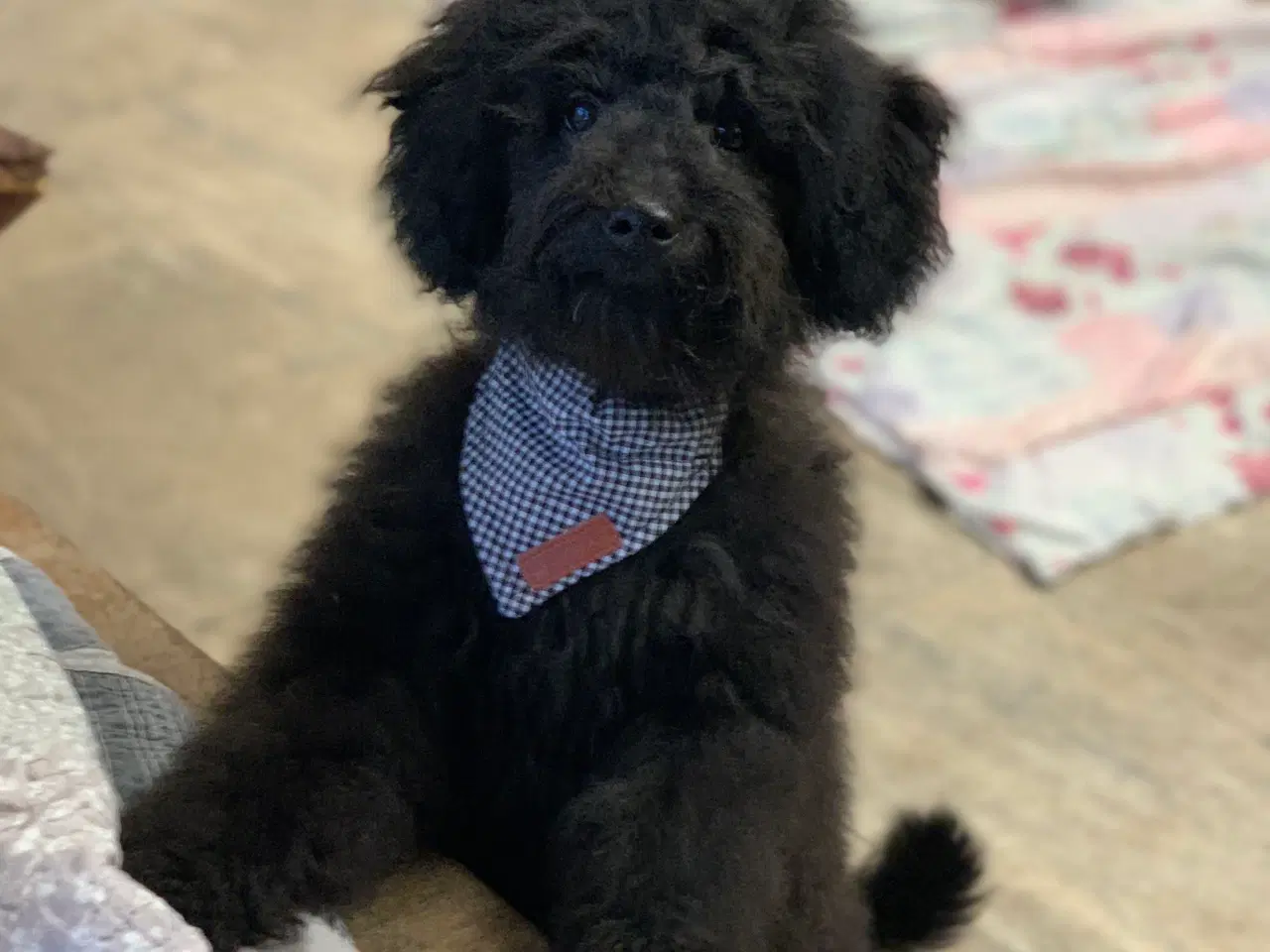 Billede 8 - Den dejligste Maltipoo dreng 