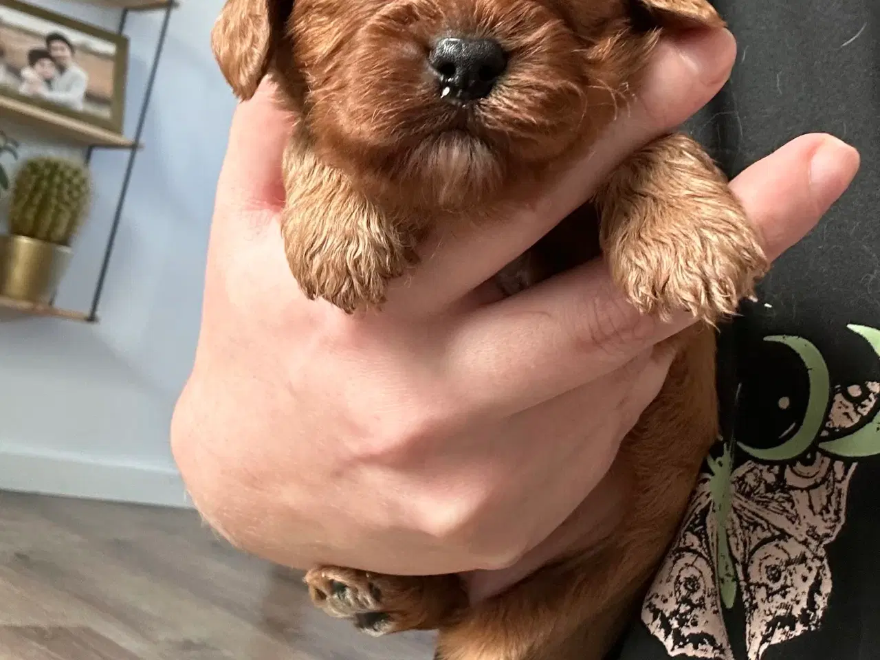 Billede 10 - Skønne Cavapoo hvalpe