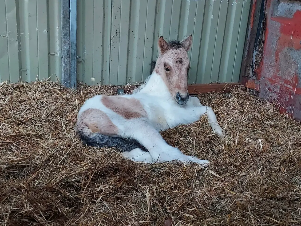 Billede 8 - Unik moldottbroget hoppe med føl