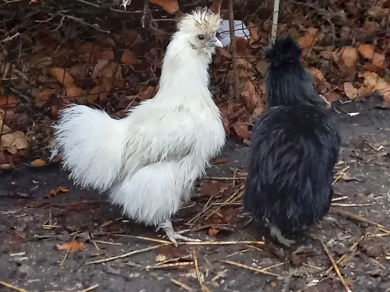 Billede 1 - Dværg silkehøns
