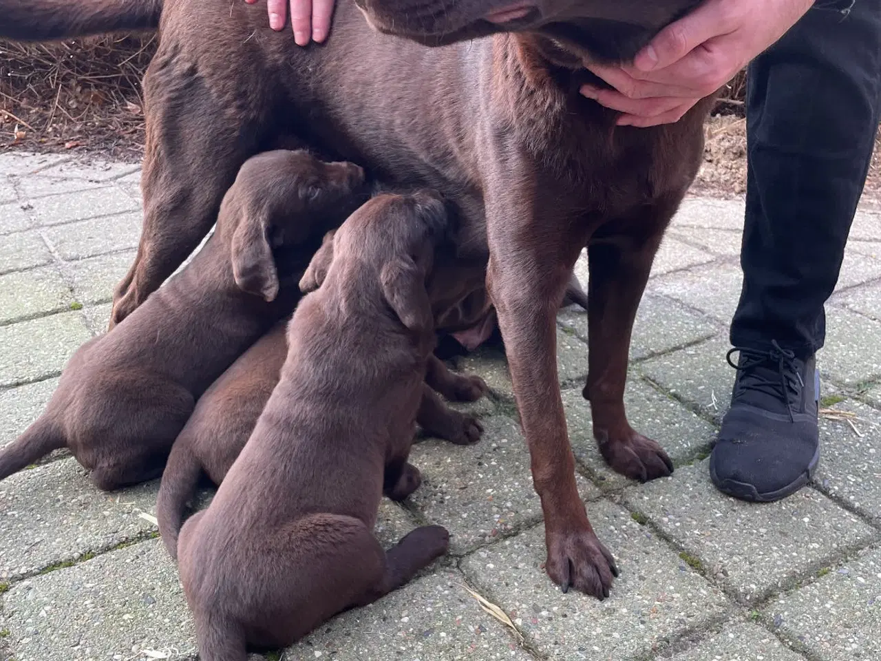 Billede 2 - Brune labrador hvalpe