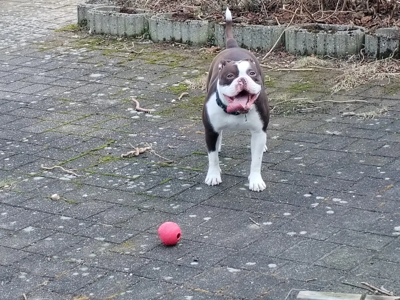 Billede 1 - Old English bulldog 