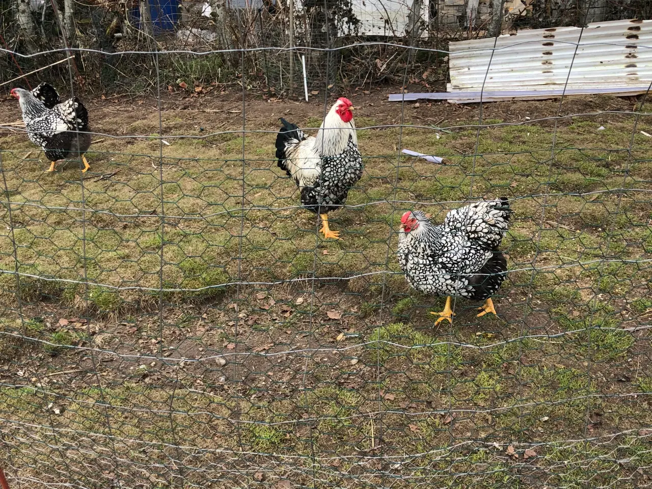 Billede 2 - Rugeæg af sølv og sortrandet Wyandotter