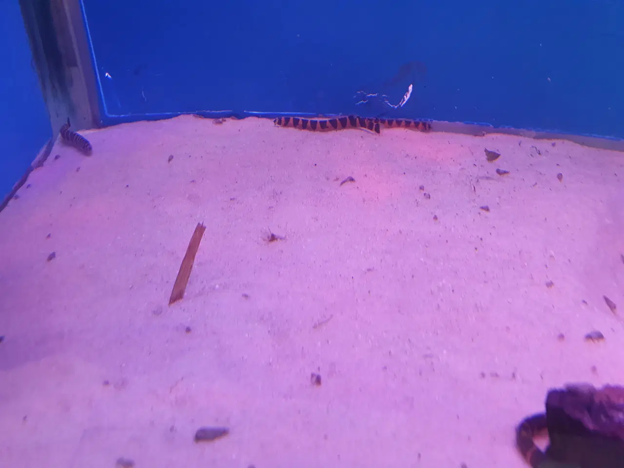 Billede 5 - Kuhli ål 🪱🐍