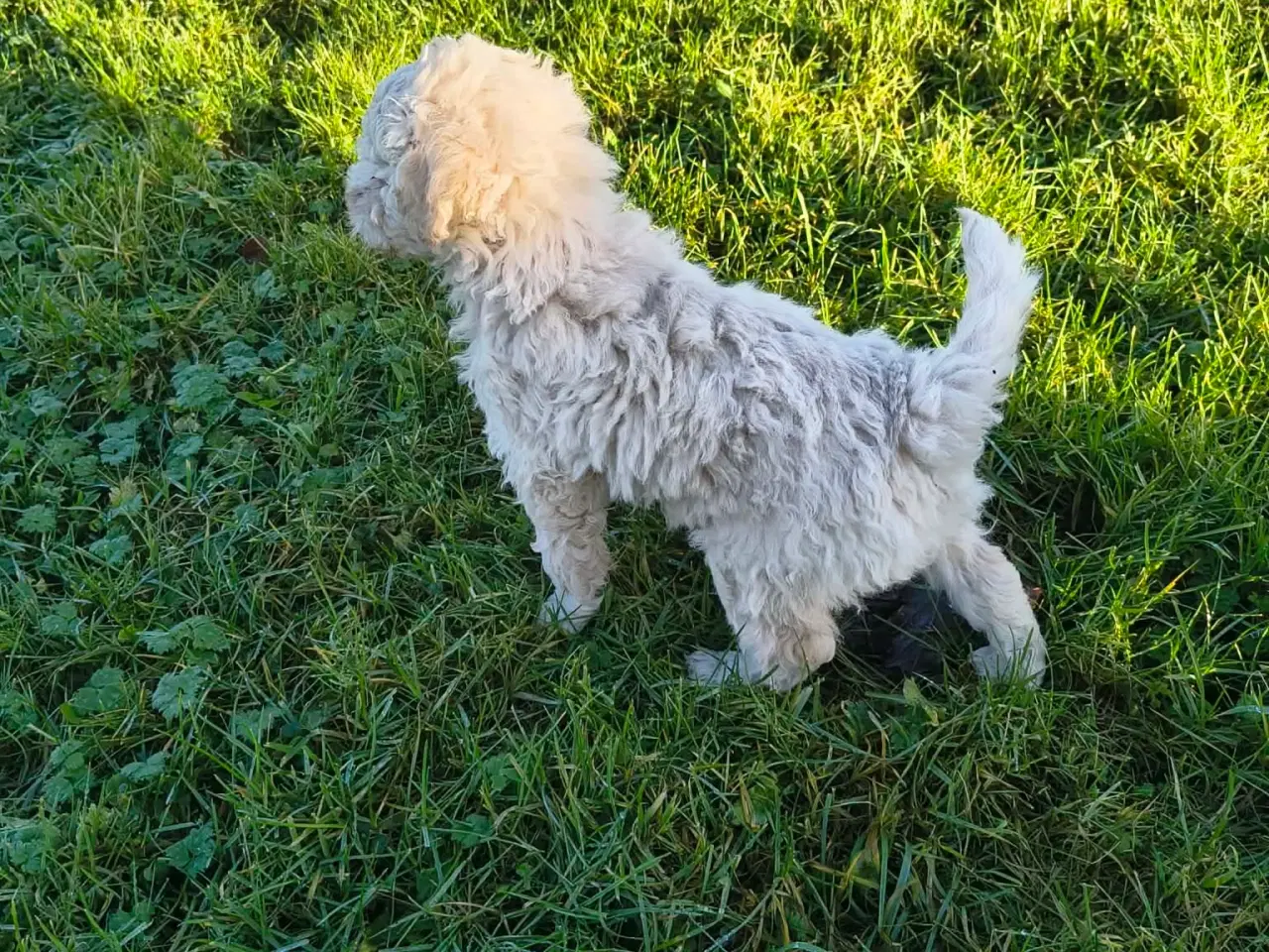 Billede 4 - Mellem puddeler