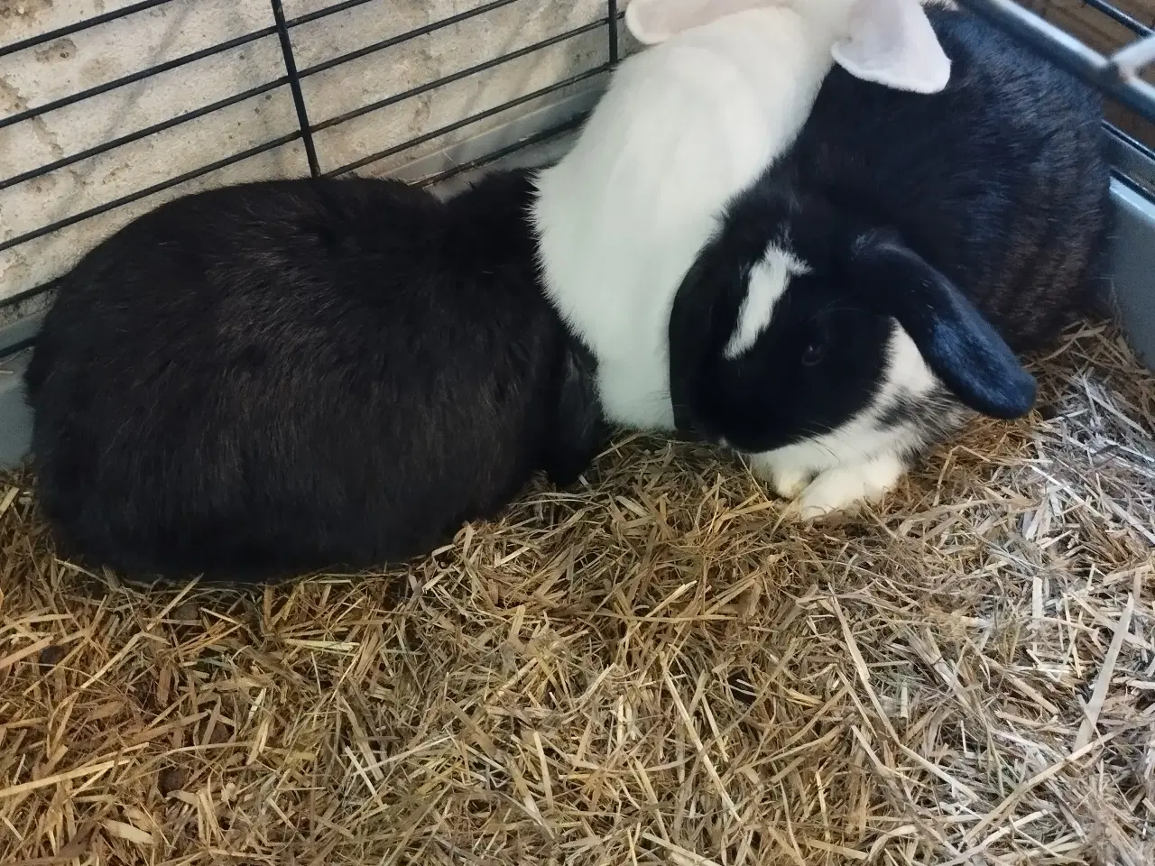 Billede 1 - 4 minilop drenge