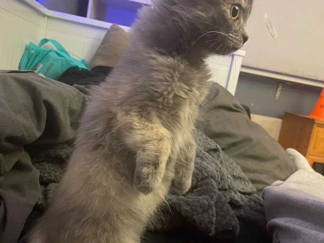 Billede 4 - Fluffy kattekiling