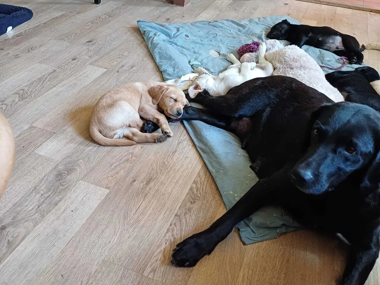Billede 7 - Labrador F1 hvalpe