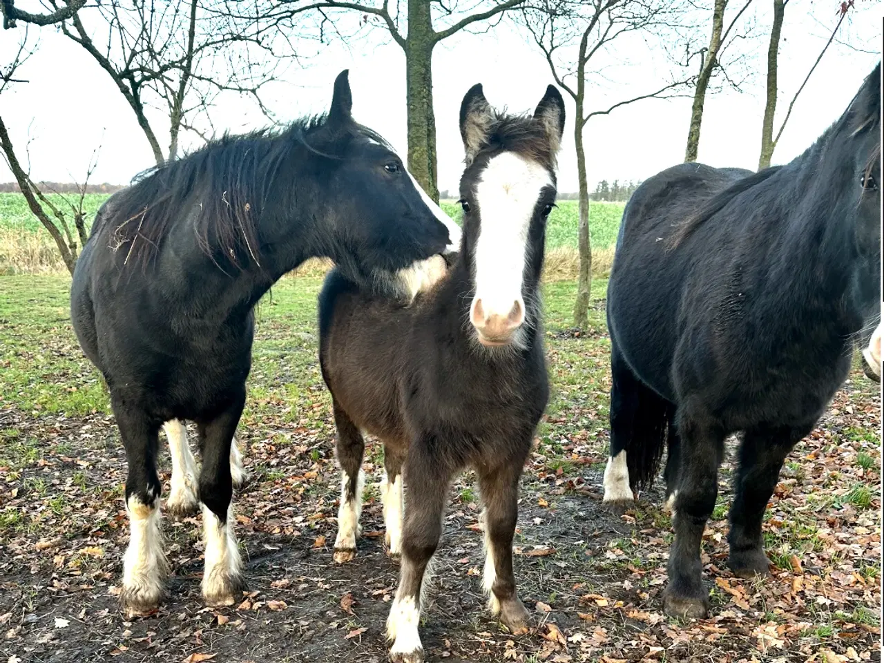 Billede 3 - Irish cob hingsteføl