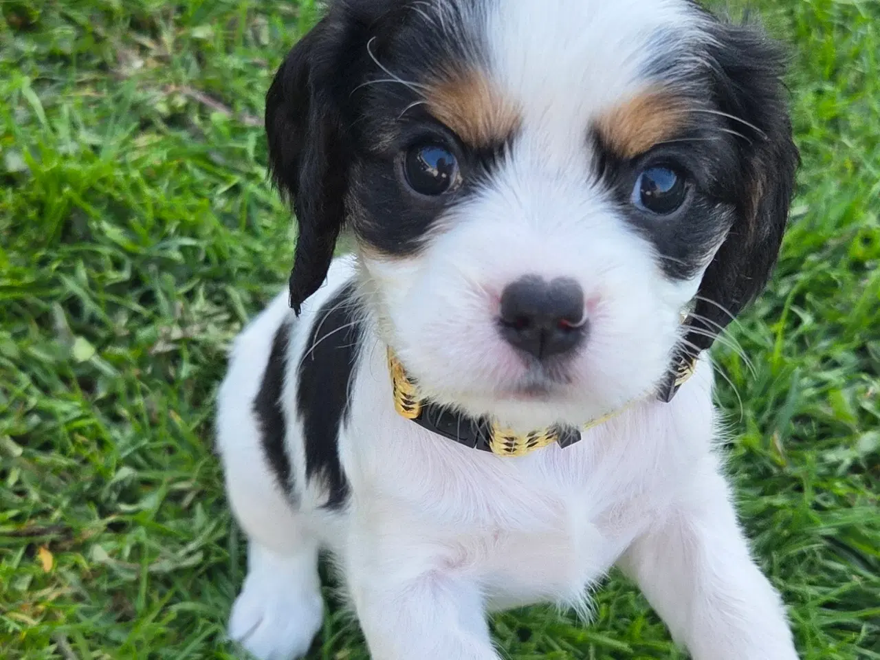Billede 8 - Cavalier king charles hvalpe sælges🩵🩷
