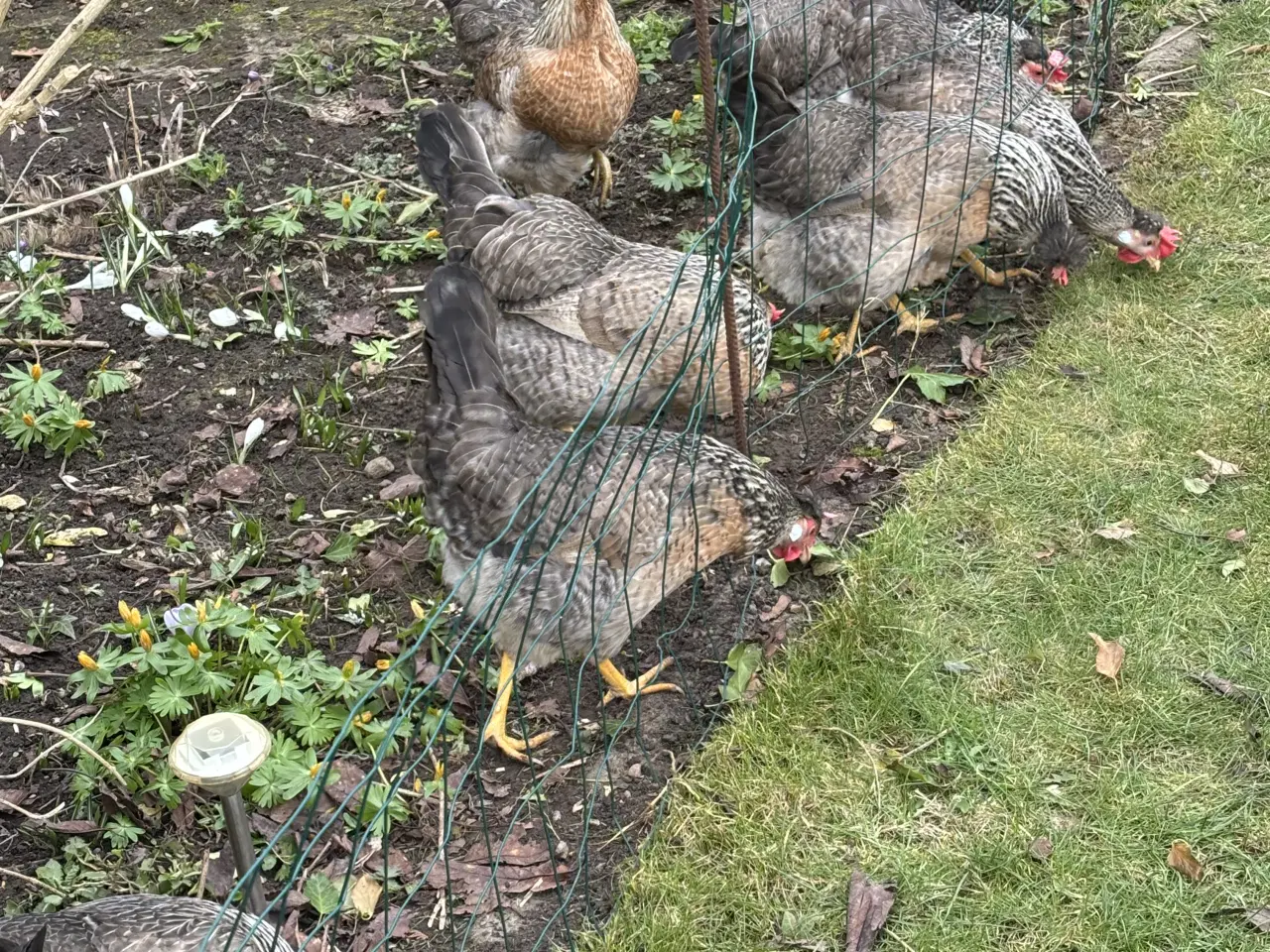 Billede 2 - Cream legbar Høns