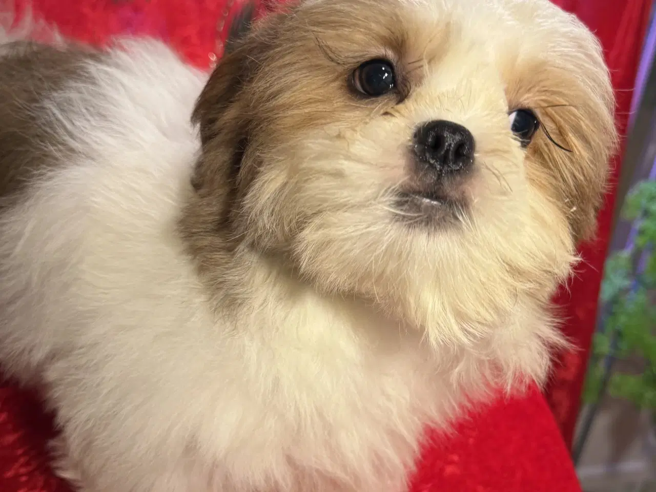 Billede 9 - Shih tzu-mor/ Coton de Tulear-far