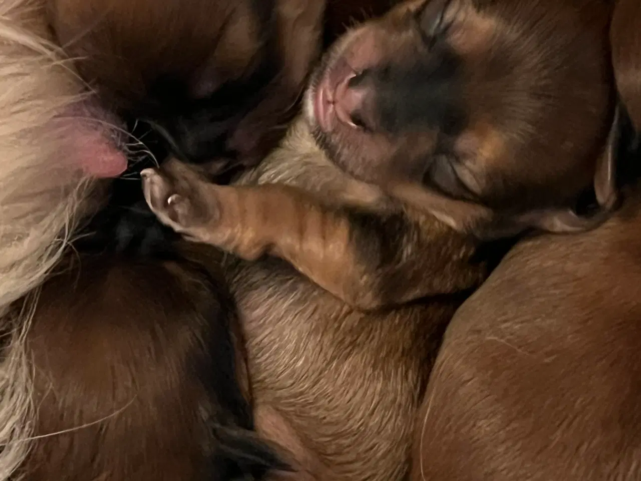 Billede 7 - ❣️Sødeste Bichon Havanais ❣️